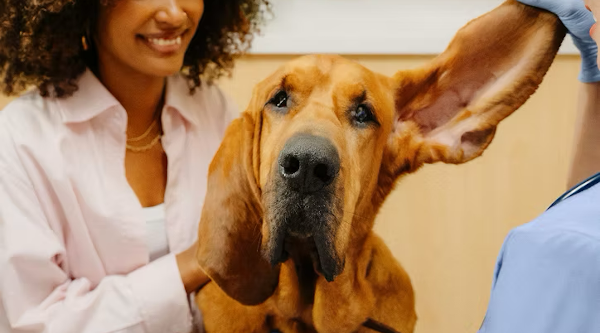 Pet insurance and wellness plans for dogs and cats. Peace of mind for pets on the road.