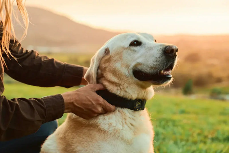 Save on Spot On. GPS collars.