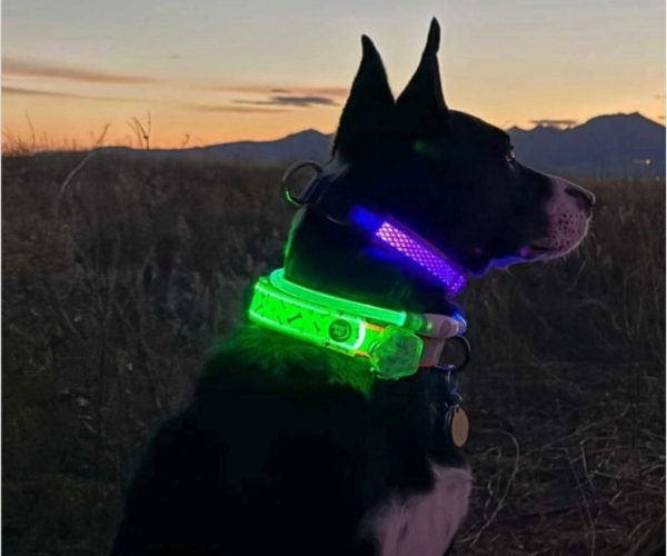 Save on Trail Teck. Thoughtfully designed outdoor dog gear.