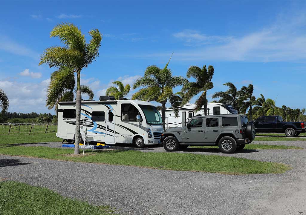 RVs and Vehicles surrounded by palm trees